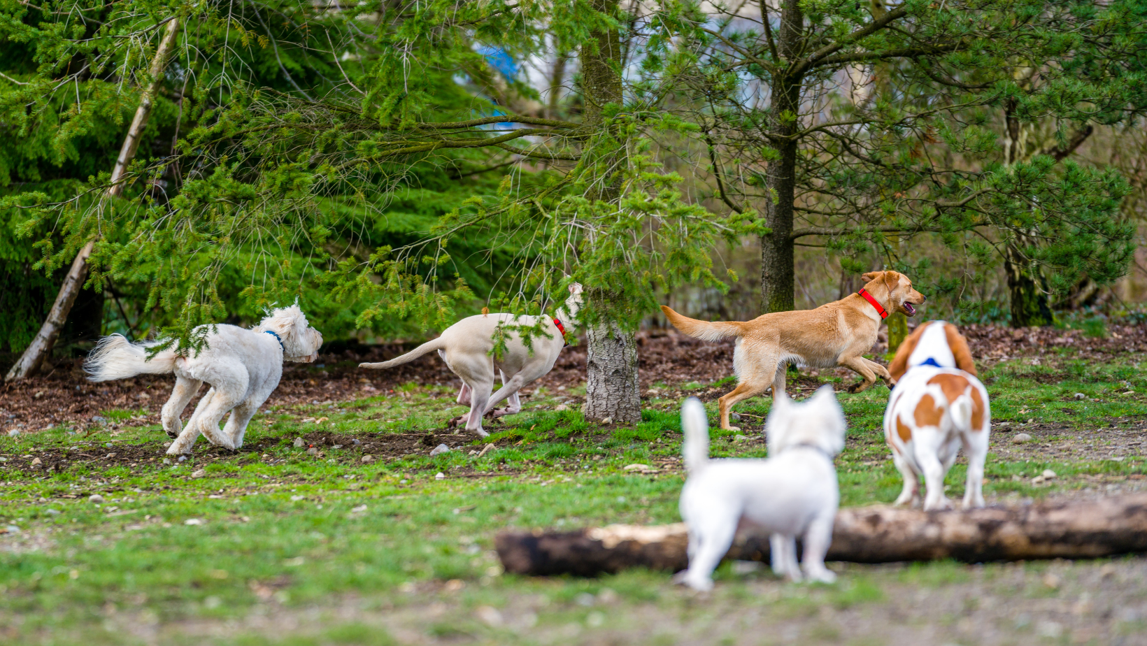 Is the dog in the park. Is the dog in the park. Is the dog in the park. Домашняя собака. Парк для собак.